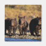 Oso grizzly, oso marrón, cachorros, nacional de Ka Iman