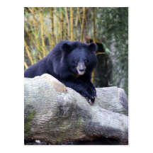 Oso negro asiático tarjetas postales