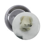 Oso polar que dormita pins