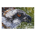ospray portraite posters by dean51 ospray portraite posters