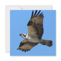 Osprey Bird Invitations