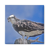 Osprey Bird magnets