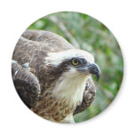 Osprey Bird Magnets