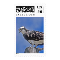 Osprey Bird Stamps
