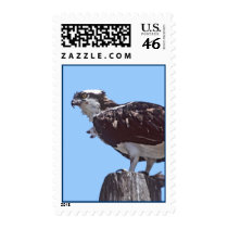Osprey Bird Postage