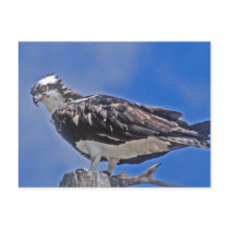 Osprey Bird postcards
