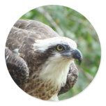Osprey Bird Round Stickers