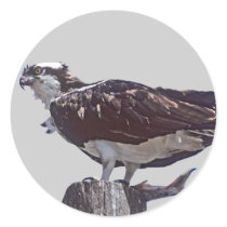 Osprey Bird stickers
