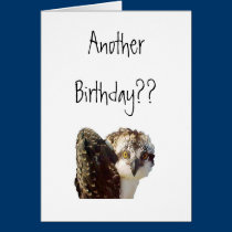 Osprey Birthday cards