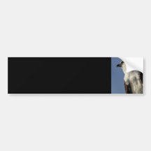 Osprey Bumper Sticker