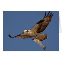 Osprey Fisher Cards