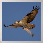 Osprey Fisher Print