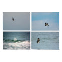 Osprey Fishing posters