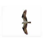 Osprey Flying Photo Postcard