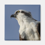 Osprey Fridge Magnets