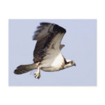 Osprey in Flight Postcards