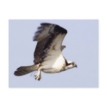 Osprey in Flight postcards by MRNot01 Osprey in Flight postcards