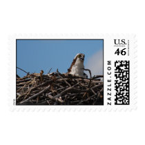 Osprey in Nest postage