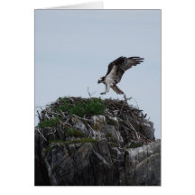 Osprey Landing Greeting Cards