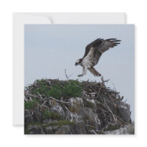 Osprey Landing Invitations