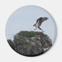 Osprey Landing Magnet