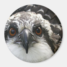 Osprey Magnet