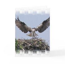 Osprey Nest Greeting Card