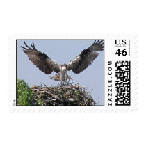 Osprey Nest Postage Stamp