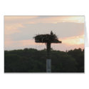 Osprey Nesting cards by TonyLujan Osprey Nesting cards