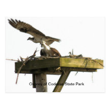 Osprey of Codorus State Park Post Cards