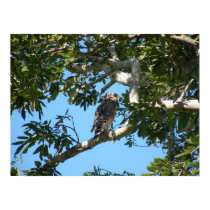 Osprey posters
