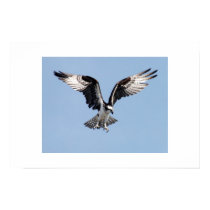 Osprey posters by maekju Osprey posters
