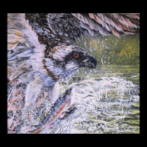 Osprey posters