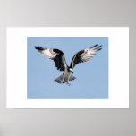 Osprey Posters