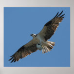 Osprey Raptor Bird & Halibut Fish Print