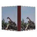 Osprey Sitting on Nest Binder