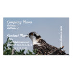 Osprey Sitting on Nest Business Cards