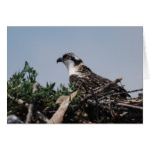 Osprey Sitting on Nest Greeting Card