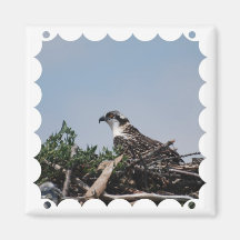 Osprey Sitting on Nest Magnet
