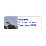 Osprey Sitting on Nest Mailing Labels
