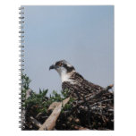 Osprey Sitting on Nest Notebook