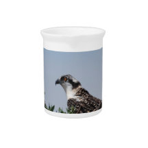 Osprey Sitting on Nest Pitcher