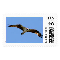 Osprey Stamp by LL11funway Osprey Stamp