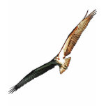 osprey, bird, birder, birding, raptor, birds of