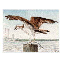 Osprey with Fish Postcard