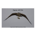 Osprey with Fish posters by moxieann Osprey with Fish posters