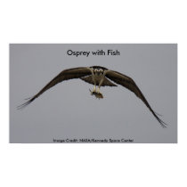 Osprey with Fish posters