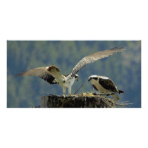 Ospreys Photo Cards