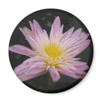 Ostara magnets