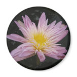 Ostara magnets